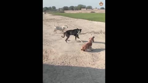 New Funny Animals 😂 Funniest Cats and Dogs Videos 😺🐶