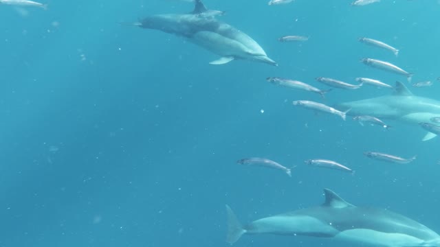 Dolphin swimming in the ocean