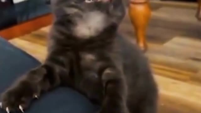 Viral dog and cat