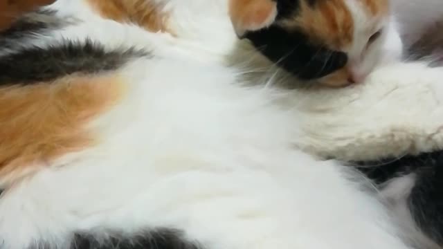 Mummy Angeila Shower Kitten On Bed