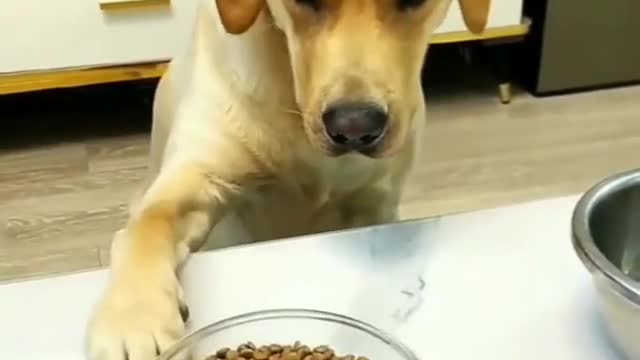 Dog owner trying to play with their dog