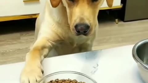 Dog owner trying to play with their dog