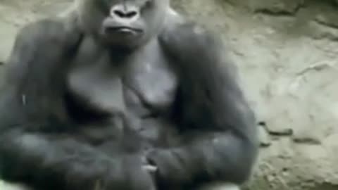 Funny gorilla vs animal comedy video