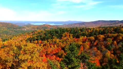 Fall Foliage