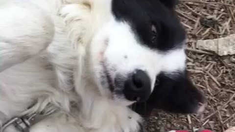 Border collie, the shepherd's dog we met while working, is acting cute.