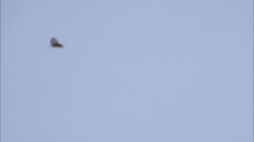 Unknown Big Bird Circling Over Apartment