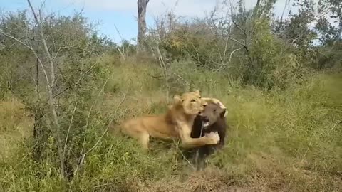 Mother Buffalo Takes Down Lion With Surprising Ease To Save His Baby - Dingo vs Kangaroo