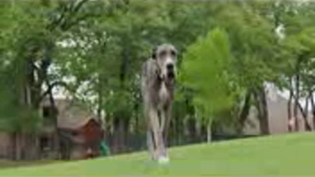 This Great Dane is the World's Tallest Dog - Guinness World Records