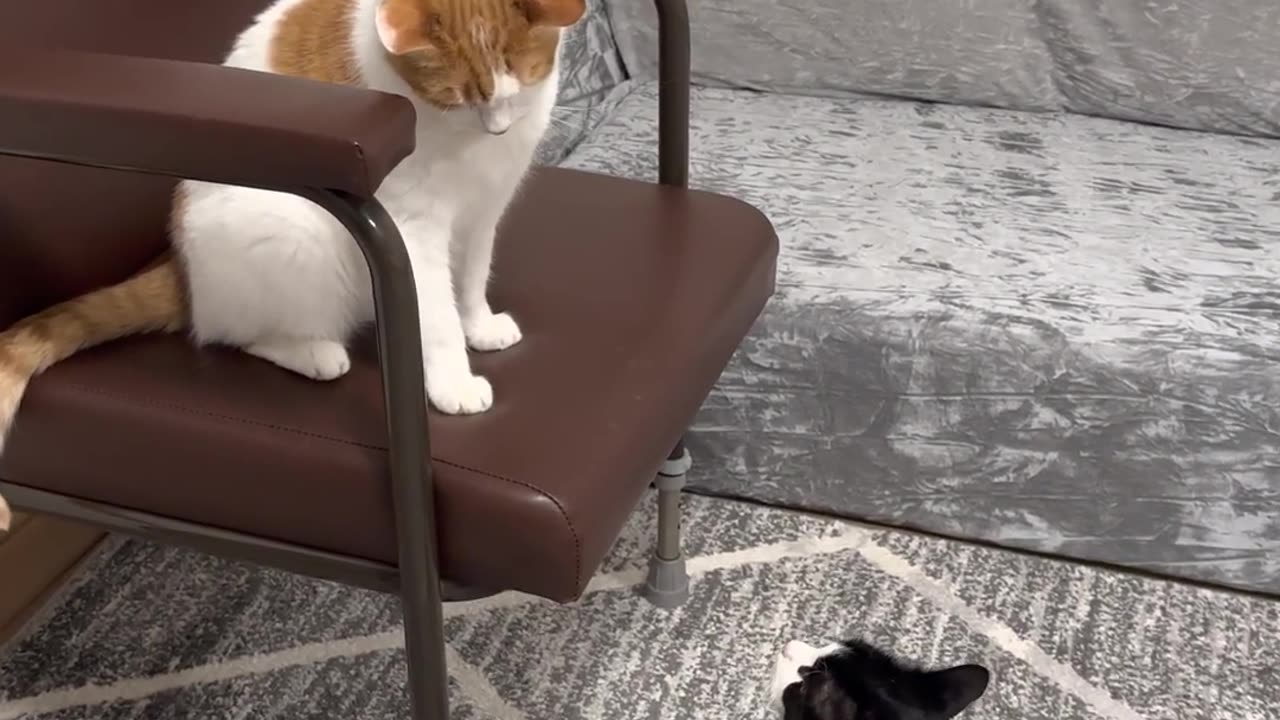 Cat fight