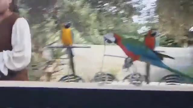 FUNNY PARROTS || Funny BIRDS Compilation Video