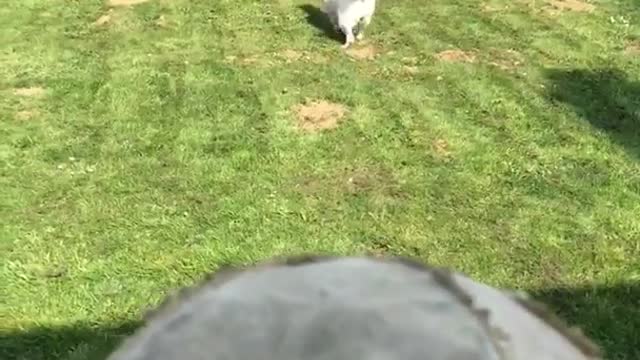 Yellow lab is not amused by owners fake fetch game