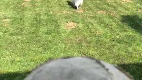 Yellow lab is not amused by owners fake fetch game