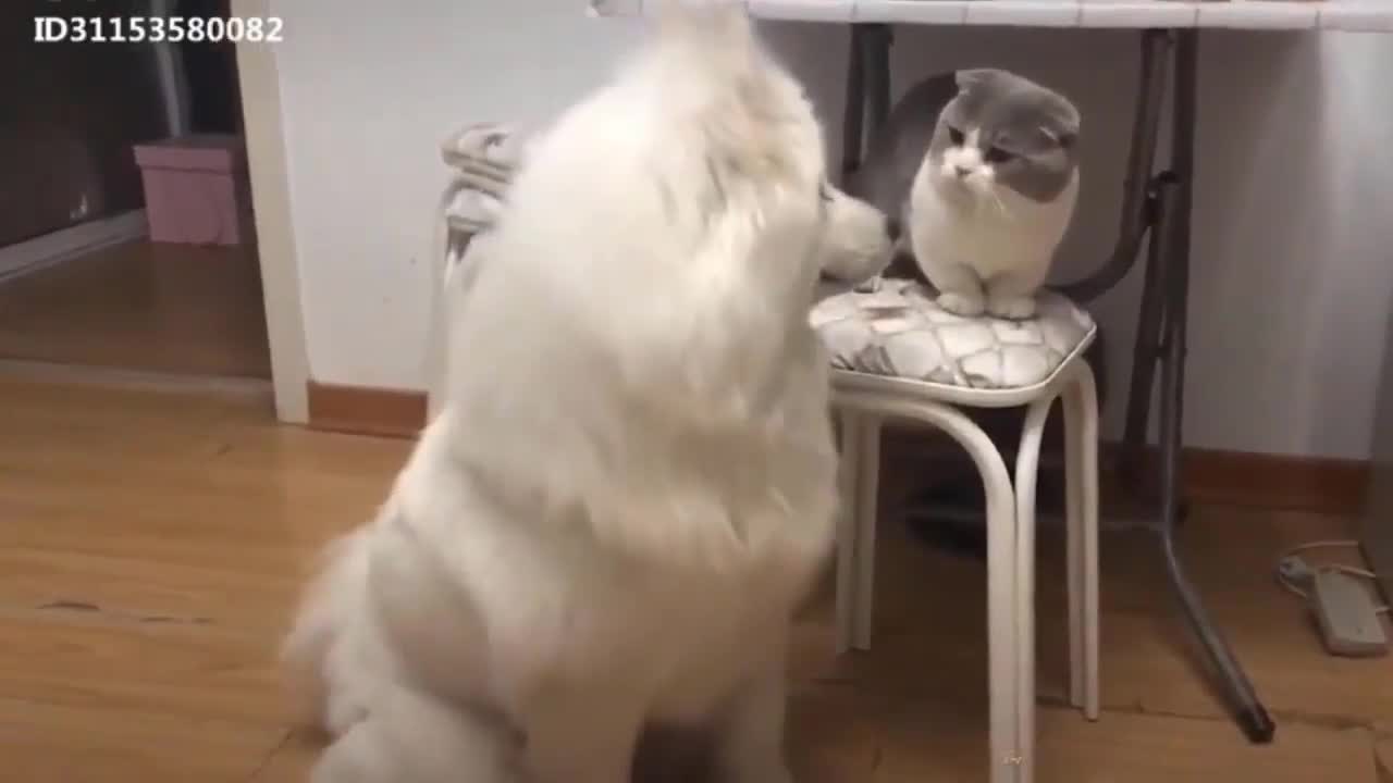 Now funny little cat vs big dog