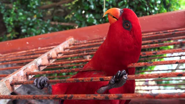 Amazing parrot red color