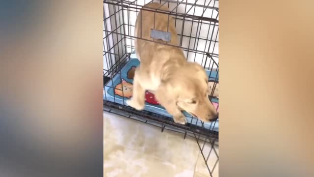 the dog Reaction to cutting dog cake