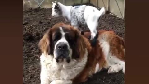 Baby goat playing on smart dog