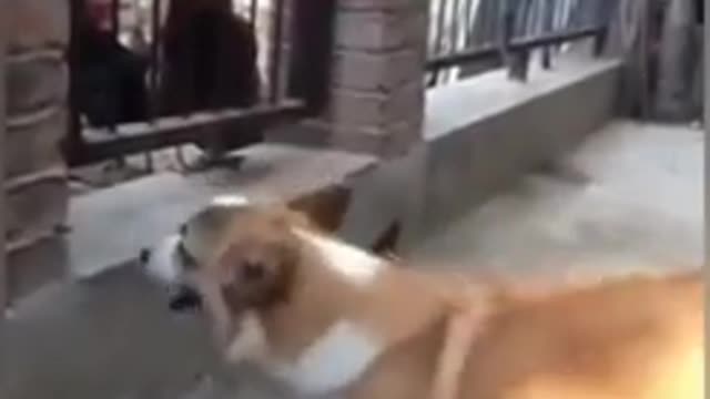 So funny! Chicken Vs dog in a fight..