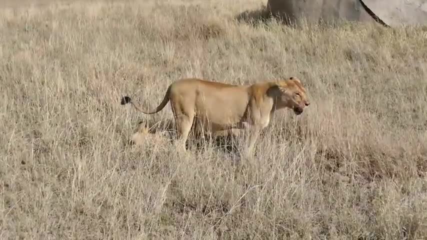 Small cute lions