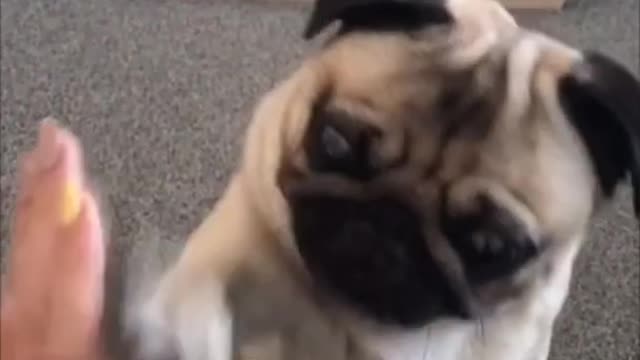Funniest and Cutest Pug Dog Compilation (cute dogs in tiktok)0