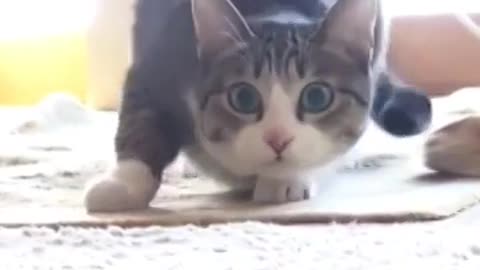 Trap cat