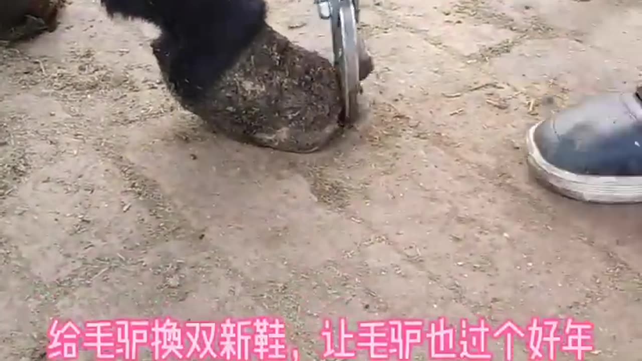 Horse Hoof Restoration | Horse Hoof Cleaning