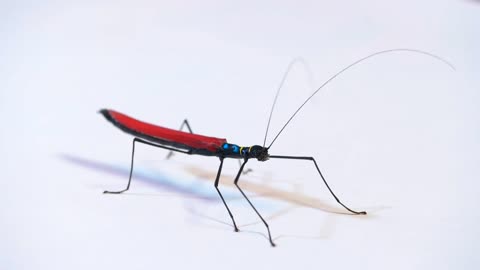 Studio shot of adult female of Calvisia kneubuehleri,