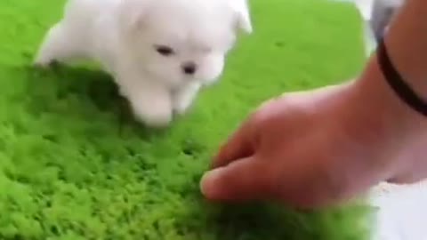 Mega Cute Dog