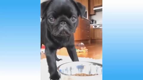 animals funny - moments
