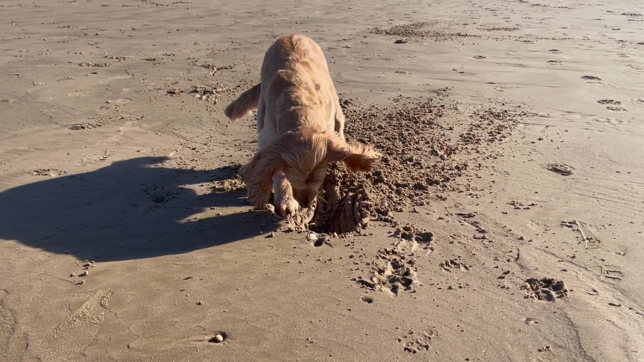 Digging doggo
