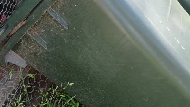 Black Soldier Fly compost loo feeds chooks part 2