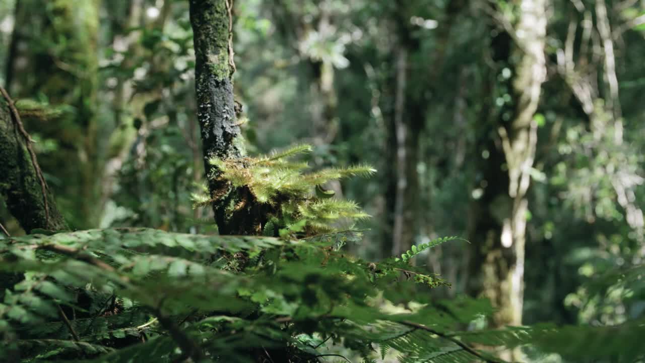 Silence in forest to a relaxing mind