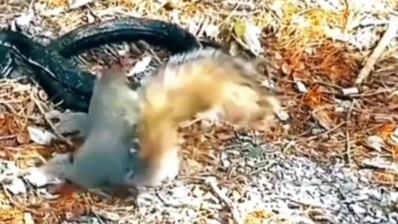 Squirrel did his best to save his friend from the snake