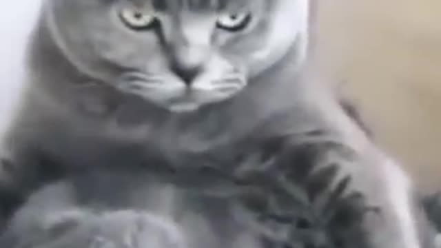 Cat cute funny videos | Cat lovers videos | Cat family values videos |