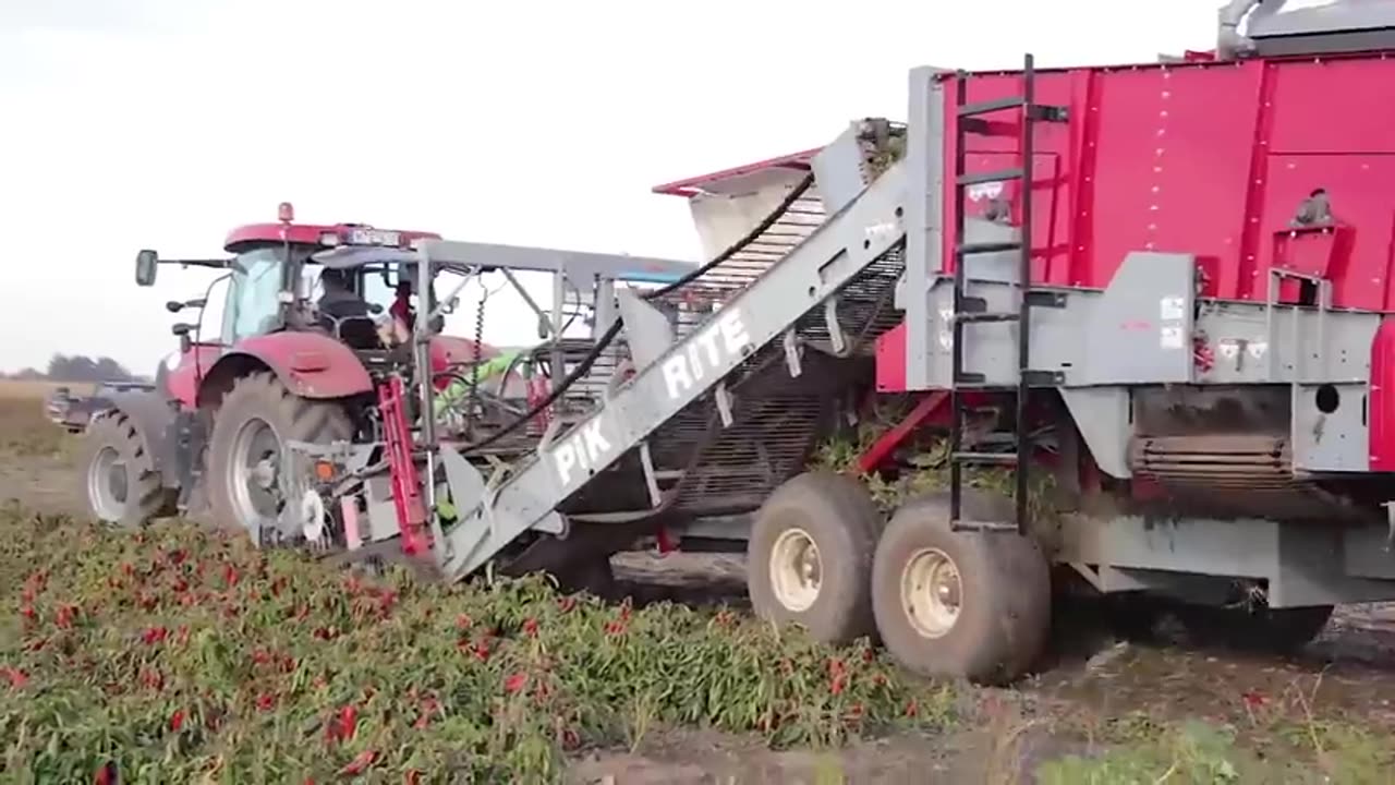 How Tons of Red Chili Pepper Harvesting by Machine - Paprika Chili Powder Processing in Factory