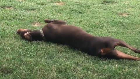 Brown dog rolling around in grass