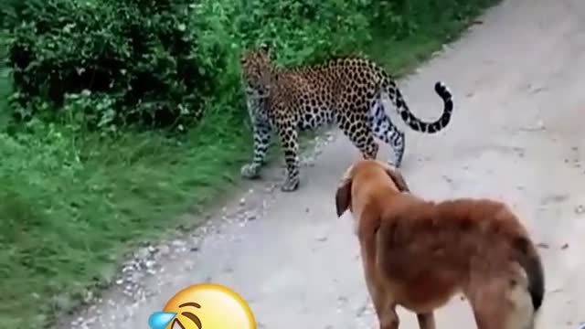 The_leopard_certainly_feels_guilty_🤣🤣_