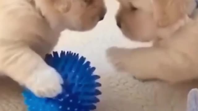 Funny Puppies Play with a Ball #Shorts