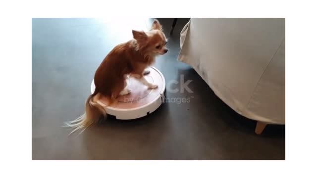 Dog playing on robot vacuum cleaner