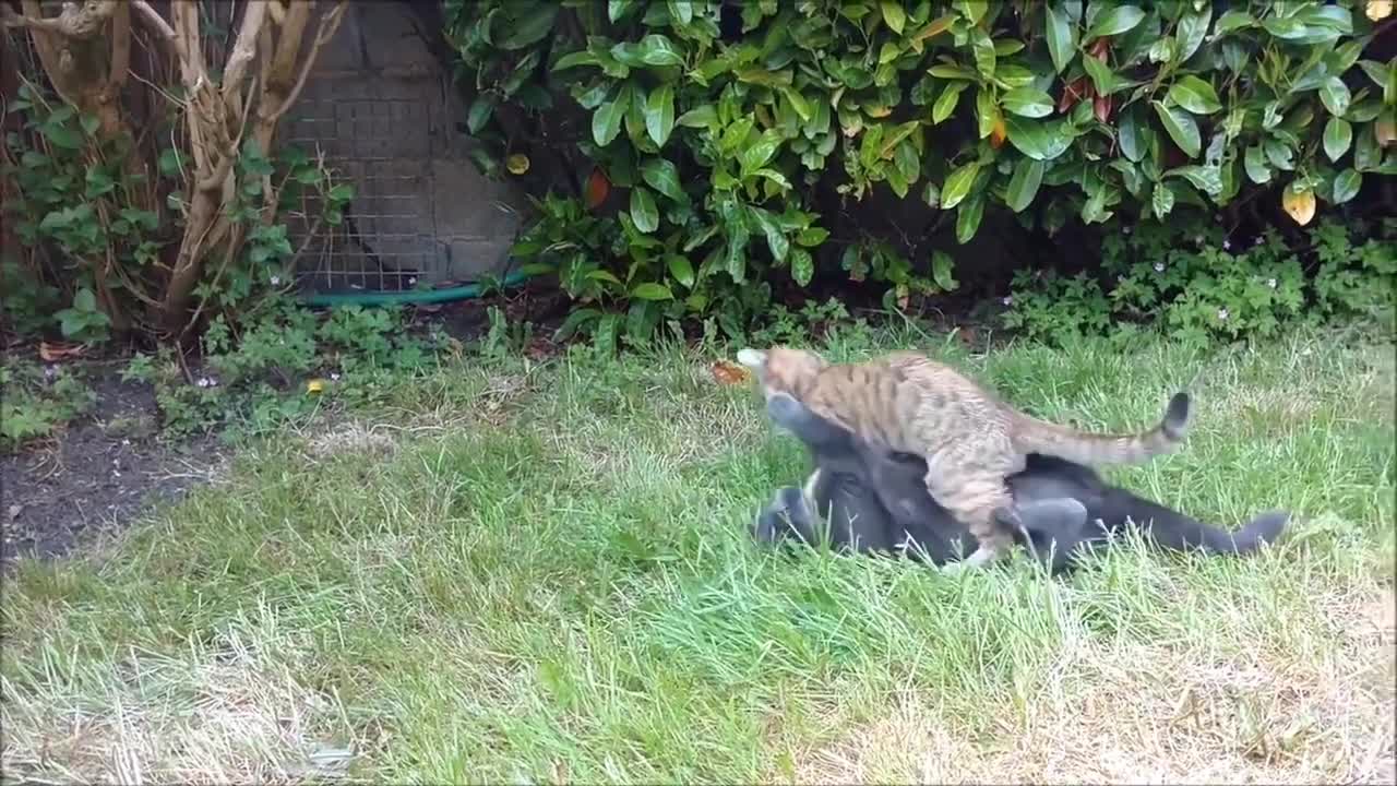 cute cats playing with each other.cute playing in garden.