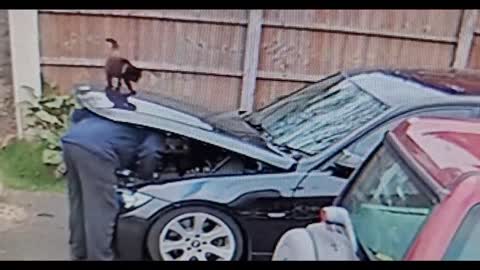 Kitty Closes Car Hood