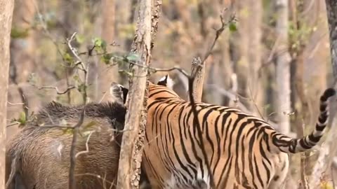 Pig Vs Tiger