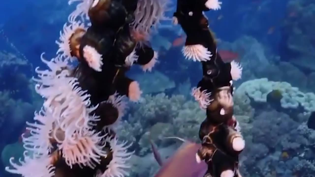 Amazing Unseen Underwater World #shorts #viral #shortsvideo #video