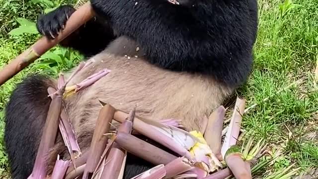 Panda eats bamboo, it takes a long time to eat every day