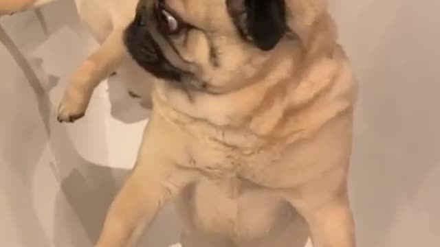 Cute pugs in shower