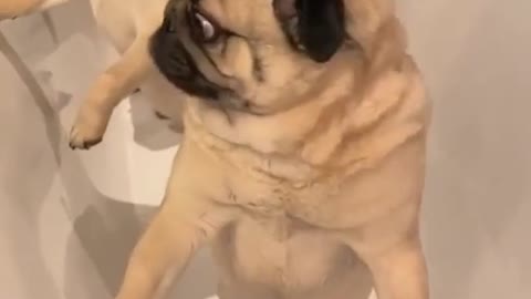 Cute pugs in shower