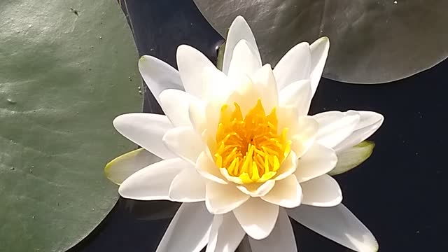 Water Lilly