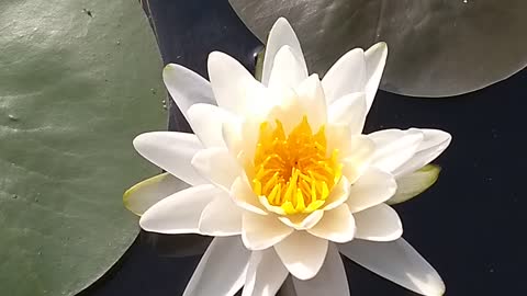 Water Lilly