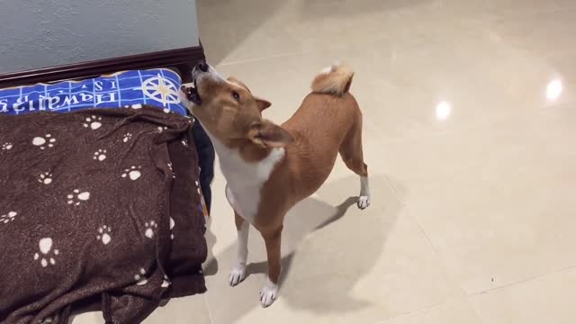 Great Basenji Yodel