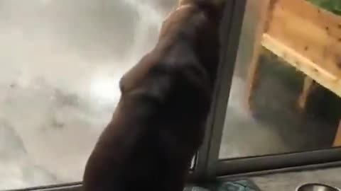 dog playing with the rain through the glass