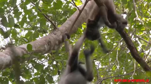 MONKEYS PROTECTING THEIR PUPPIES